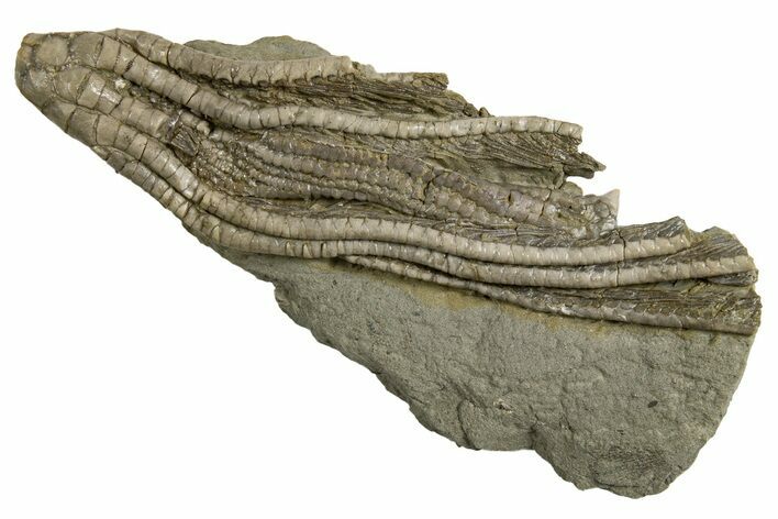 Fossil Crinoid (Hypselocrinus) - Crawfordsville, Indiana #326078